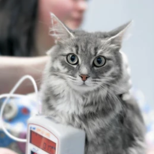 nicare uti veterinaria especialidades veterinarias cardiologia