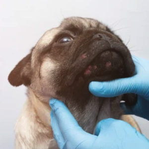 nicare uti veterinaria especialidades veterinarias dermatologia