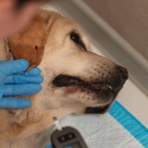 nicare uti veterinaria especialidades veterinarias endocrinologia