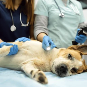 nicare uti veterinaria especialidades veterinarias endoscopia