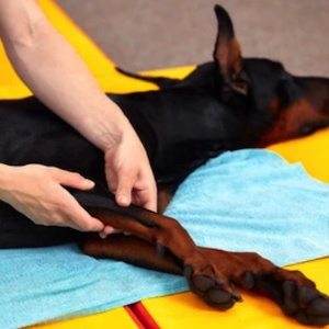 nicare uti veterinaria especialidades veterinarias fisioterapia