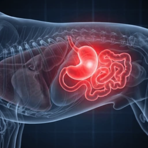 nicare uti veterinaria especialidades veterinarias gastroenterologia