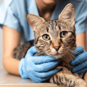 nicare uti veterinaria especialidades veterinarias medicina de felinos