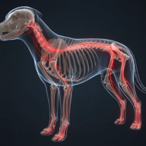 nicare uti veterinaria especialidades veterinarias neurologia