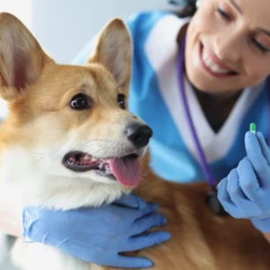 nicare uti veterinaria especialidades veterinarias nutricao