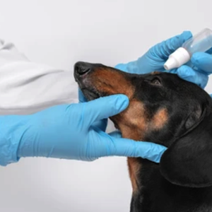 nicare uti veterinaria especialidades veterinarias oftalmologia