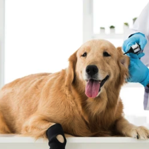 nicare uti veterinaria especialidades veterinarias ortopedia