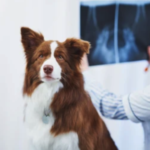 nicare uti veterinaria especialidades veterinarias raio x