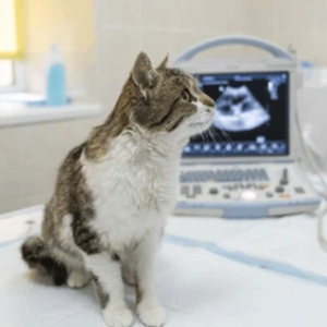 nicare uti veterinaria especialidades veterinarias ultrassonografia